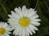 Daisy (Bellis perennis)