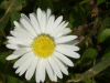Daisy (Bellis perennis)