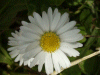 Daisy (Bellis perennis)