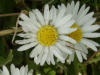 Daisy (Bellis perennis)