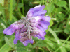 Tufted Vetch (Vicia cracca)