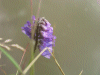 Tufted Vetch (Vicia cracca)