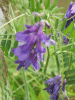 Tufted Vetch (Vicia cracca)