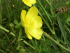 Meadow Buttercup (Ranunculus acris)