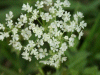 Hemlock (Conium maculatum)