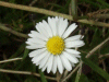 Daisy (Bellis perennis)