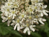 Hogweed (Heracleum sphondylium)