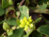 Black Medick (Medicago lupulina)