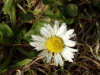 Daisy (Bellis perennis)