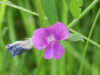 Common Vetch (Vicia sativa)
