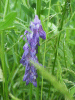 Tufted Vetch (Vicia cracca)