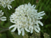 Hogweed (Heracleum sphondylium)