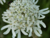 Hogweed (Heracleum sphondylium)