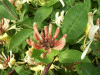 Honeysuckle - Lonicera periclymenum - (Caprifoliaceae)