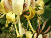 Honeysuckle - Lonicera periclymenum - (Caprifoliaceae)
