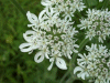 Hogweed (Heracleum sphondylium)