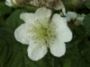 Bramble/Blackberry flower (Rubus fruticosus agg)