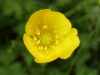 Meadow Buttercup (Ranunculus acris)