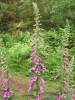 Digitalis Purpurea (ordinary wild foxglove)