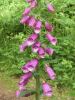 Digitalis Purpurea (ordinary wild foxglove)