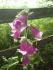 Digitalis Purpurea (ordinary wild foxglove)