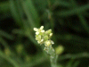 Hedge Mustard (Sisymbrium officinale)