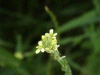 Hedge Mustard (Sisymbrium officinale)