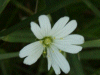 Stitchwort (Stellaria holostea)