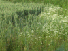Scentless Mayweed (Matricaria perforata) growing on the edge of the barley field