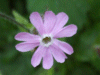 Red Campion (Silene dioica)