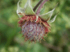 Bramble/Blackberry (Rubus fruticosus agg)
