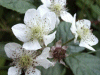 Bramble/Blackberry flower (Rubus fruticosus agg)