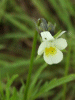 A relative of the Field Pansy (Viola arvensis)
