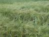 Scentless Mayweed (Matricaria perforata) growing within a barley field