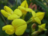 Common Bird's-foot trefoil (Lotus corniculatus)