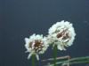 White Clover/Dutch Clover (Trifolium repens)