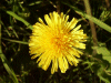 Dandelion (Taraxacum officinale)