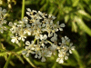 Cow Parsley (Anthriscus sylvestris)