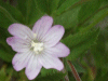 Broad-leaved Willowherb (Epilobium montanum agg)