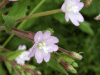 Broad-leaved Willowherb (Epilobium montanum agg)