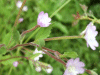 Broad-leaved Willowherb (Epilobium montanum agg)