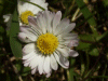 Daisy (Bellis perennis)