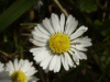 Daisy (Bellis perennis)