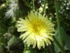Smooth Sow-thistle (Sonchus oleraceus)