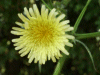 Smooth Sow-thistle (Sonchus oleraceus)