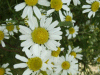 Scentless Mayweed (Matricaria perforata)