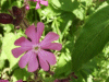 Red Campion (Silene dioica)