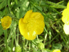 Meadow Buttercup (Ranunculus acris)