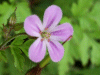 Herb-Robert (Geranium robertianum)