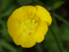 Meadow Buttercup (Ranunculus acris)
